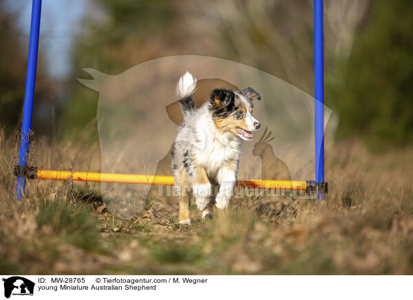 young Miniature Australian Shepherd / MW-28765