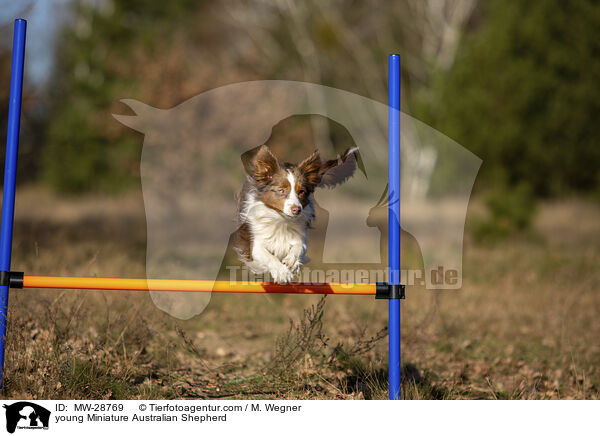 junger Miniature Australian Shepherd / young Miniature Australian Shepherd / MW-28769