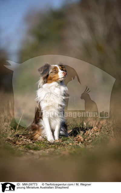 young Miniature Australian Shepherd / MW-28773
