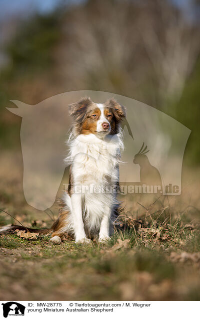 young Miniature Australian Shepherd / MW-28775