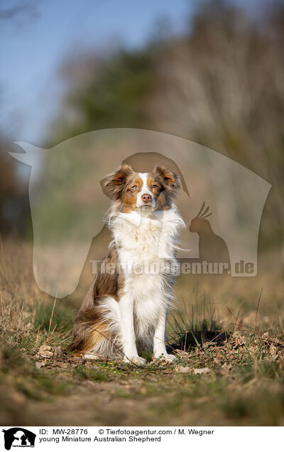 young Miniature Australian Shepherd / MW-28776