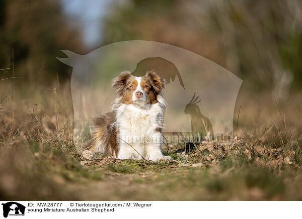 young Miniature Australian Shepherd / MW-28777