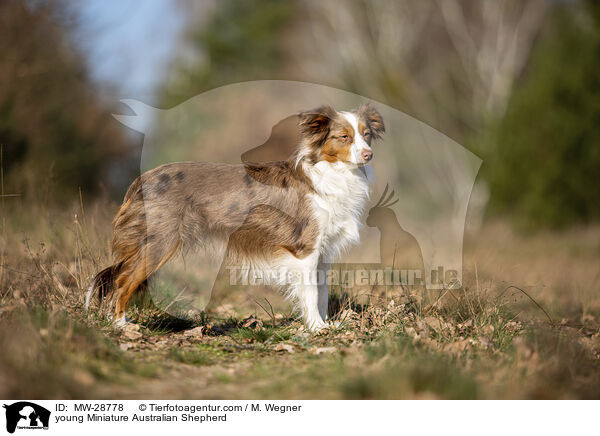 young Miniature Australian Shepherd / MW-28778