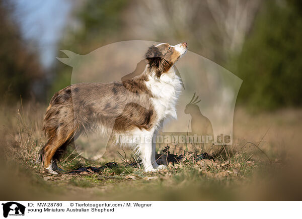 young Miniature Australian Shepherd / MW-28780
