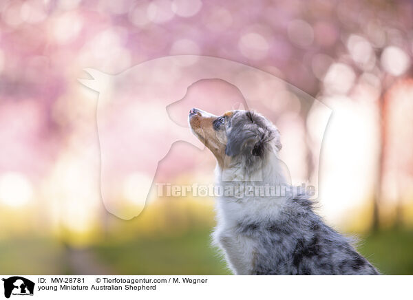 junger Miniature Australian Shepherd / young Miniature Australian Shepherd / MW-28781