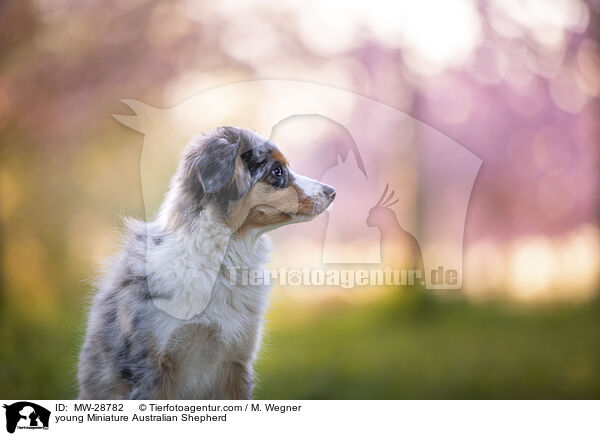 junger Miniature Australian Shepherd / young Miniature Australian Shepherd / MW-28782