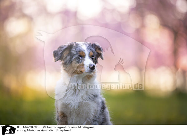 junger Miniature Australian Shepherd / young Miniature Australian Shepherd / MW-28783