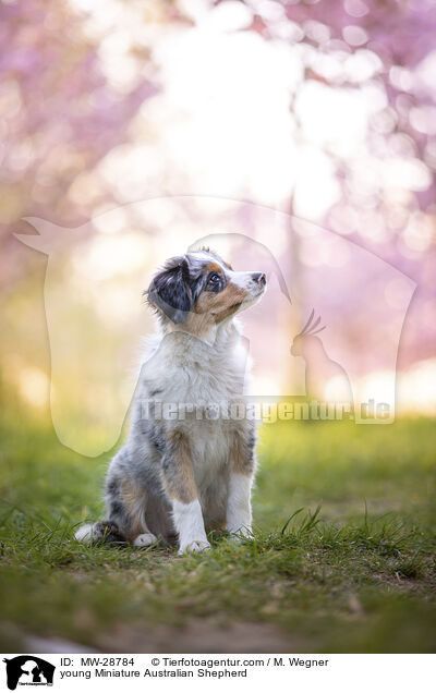 junger Miniature Australian Shepherd / young Miniature Australian Shepherd / MW-28784