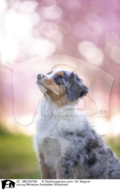 junger Miniature Australian Shepherd / young Miniature Australian Shepherd / MW-28788