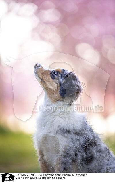 junger Miniature Australian Shepherd / young Miniature Australian Shepherd / MW-28789