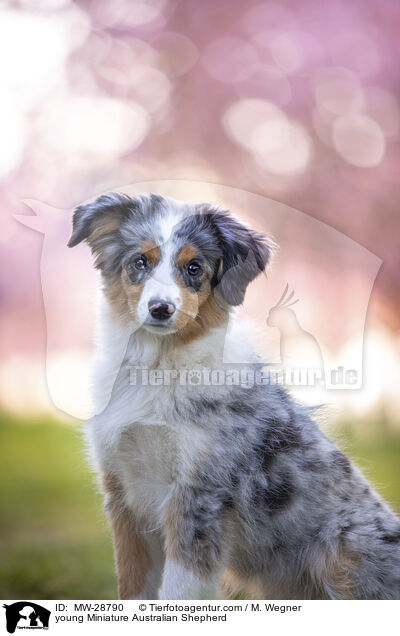 junger Miniature Australian Shepherd / young Miniature Australian Shepherd / MW-28790