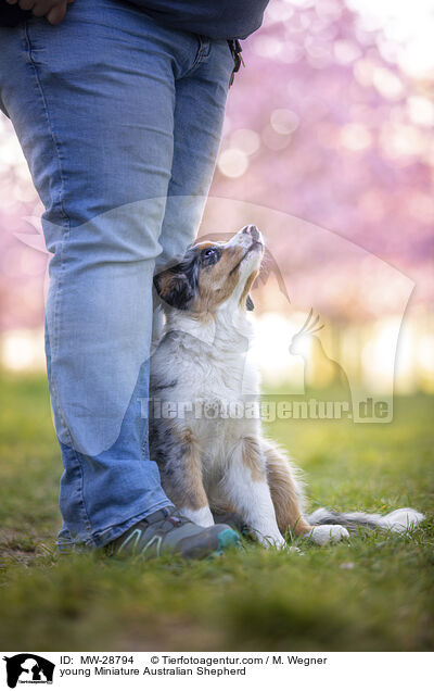 junger Miniature Australian Shepherd / young Miniature Australian Shepherd / MW-28794