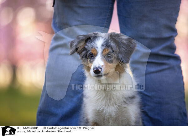 junger Miniature Australian Shepherd / young Miniature Australian Shepherd / MW-28801