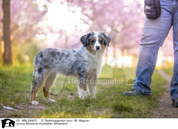 junger Miniature Australian Shepherd / young Miniature Australian Shepherd / MW-28803