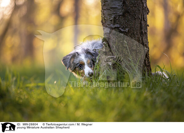 young Miniature Australian Shepherd / MW-28804