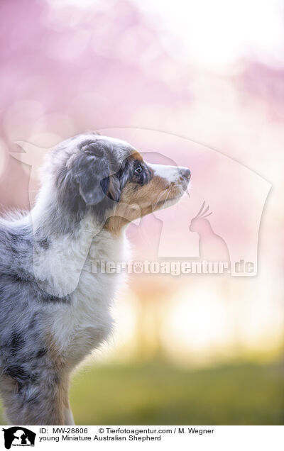junger Miniature Australian Shepherd / young Miniature Australian Shepherd / MW-28806