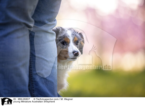 junger Miniature Australian Shepherd / young Miniature Australian Shepherd / MW-28807