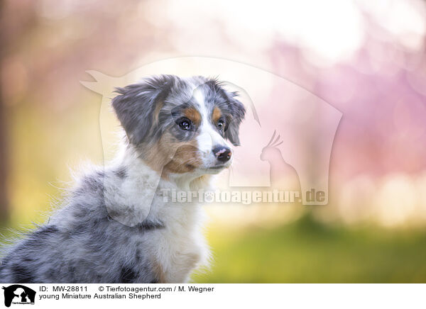 junger Miniature Australian Shepherd / young Miniature Australian Shepherd / MW-28811