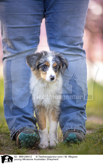junger Miniature Australian Shepherd / young Miniature Australian Shepherd / MW-28812