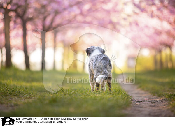 junger Miniature Australian Shepherd / young Miniature Australian Shepherd / MW-28817