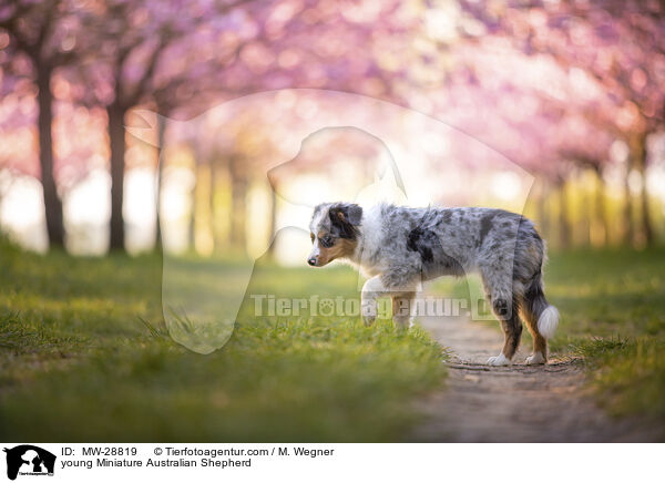 junger Miniature Australian Shepherd / young Miniature Australian Shepherd / MW-28819