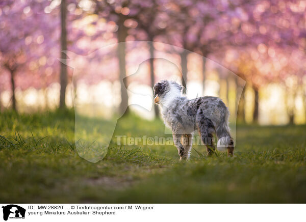 junger Miniature Australian Shepherd / young Miniature Australian Shepherd / MW-28820