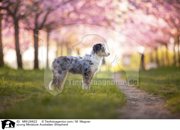 junger Miniature Australian Shepherd / young Miniature Australian Shepherd / MW-28822