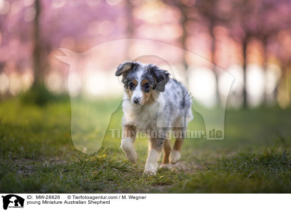 junger Miniature Australian Shepherd / young Miniature Australian Shepherd / MW-28826