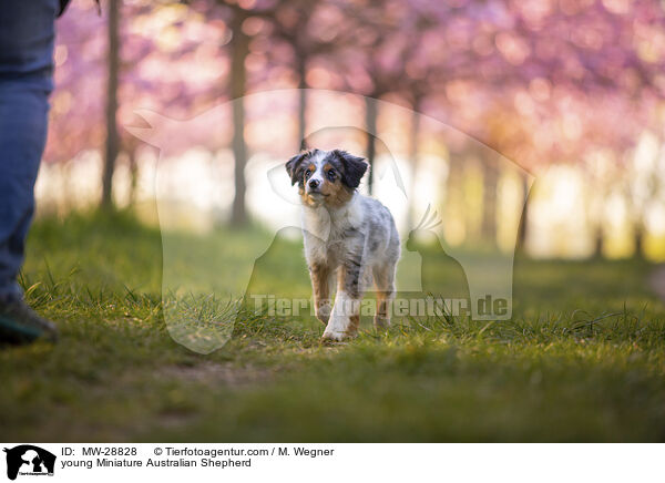 junger Miniature Australian Shepherd / young Miniature Australian Shepherd / MW-28828