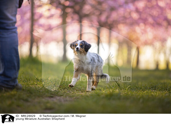 junger Miniature Australian Shepherd / young Miniature Australian Shepherd / MW-28829