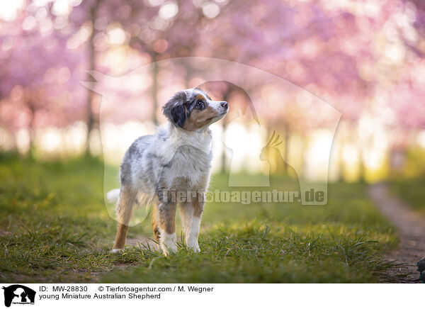 junger Miniature Australian Shepherd / young Miniature Australian Shepherd / MW-28830