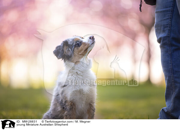 junger Miniature Australian Shepherd / young Miniature Australian Shepherd / MW-28831