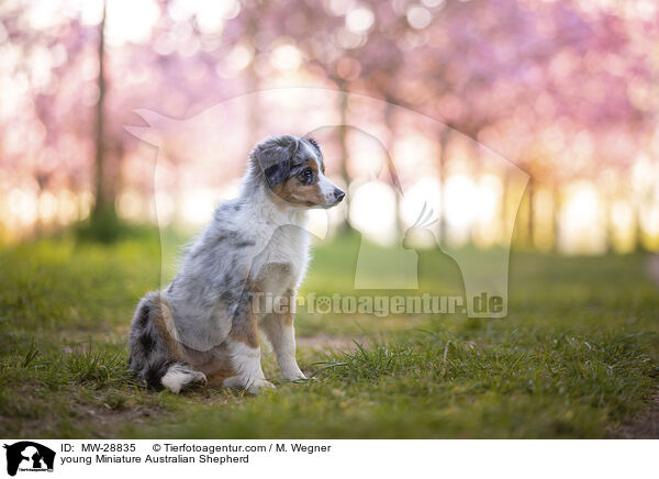 junger Miniature Australian Shepherd / young Miniature Australian Shepherd / MW-28835