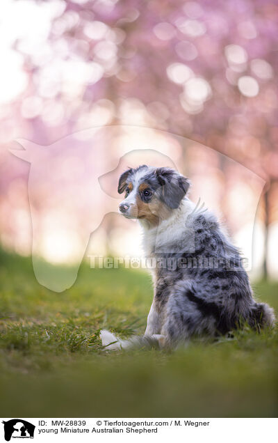 junger Miniature Australian Shepherd / young Miniature Australian Shepherd / MW-28839