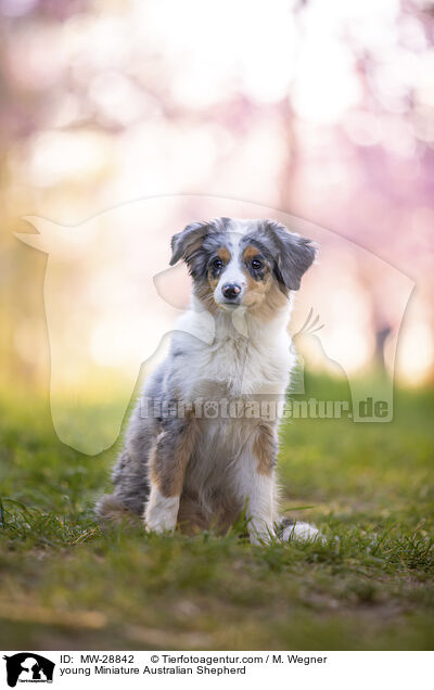 junger Miniature Australian Shepherd / young Miniature Australian Shepherd / MW-28842
