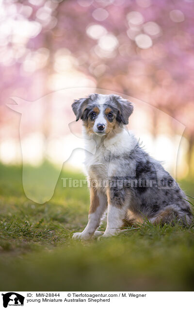 young Miniature Australian Shepherd / MW-28844