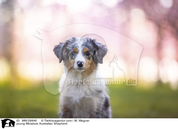 young Miniature Australian Shepherd / MW-28848