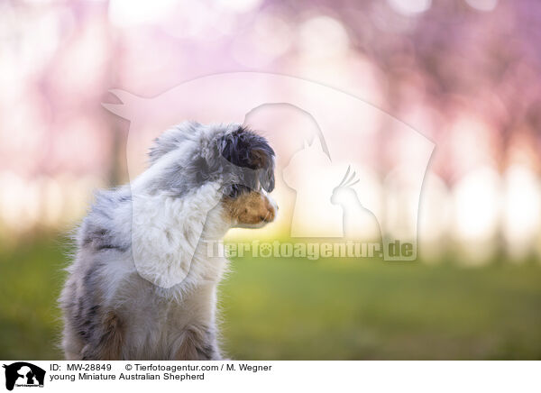 young Miniature Australian Shepherd / MW-28849