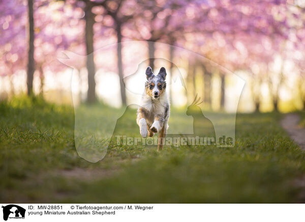 junger Miniature Australian Shepherd / young Miniature Australian Shepherd / MW-28851