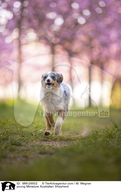young Miniature Australian Shepherd / MW-28852