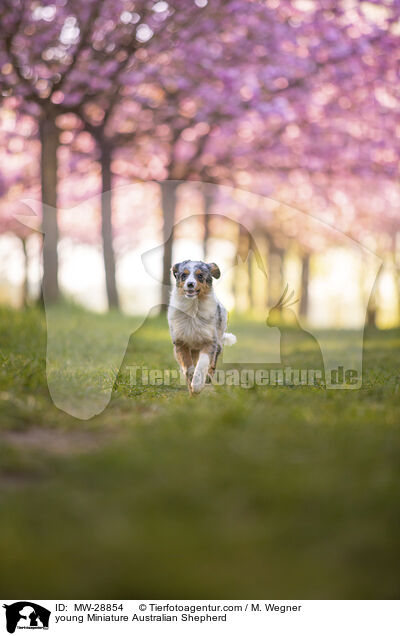 junger Miniature Australian Shepherd / young Miniature Australian Shepherd / MW-28854