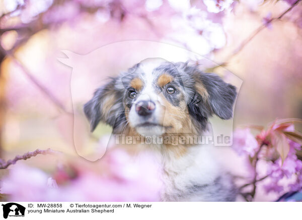 junger Miniature Australian Shepherd / young Miniature Australian Shepherd / MW-28858