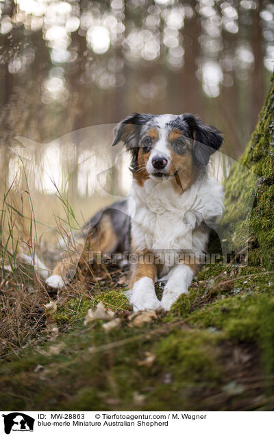 blue-merle Miniature Australian Shepherd / MW-28863