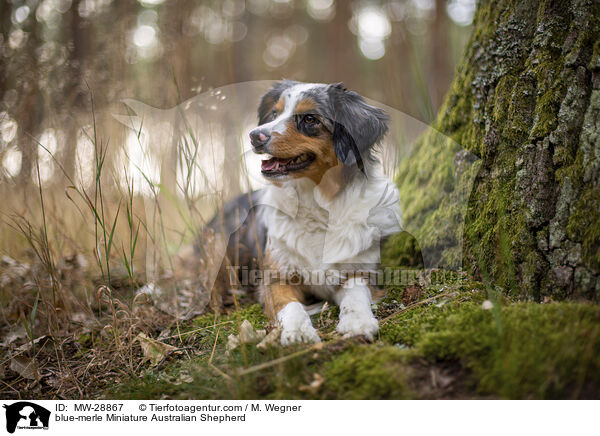 blue-merle Miniature Australian Shepherd / MW-28867