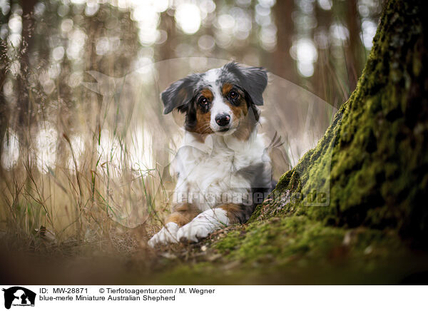 blue-merle Miniature Australian Shepherd / MW-28871