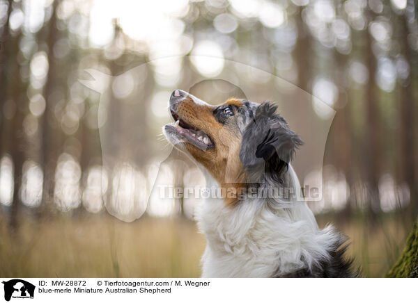 blue-merle Miniature Australian Shepherd / MW-28872