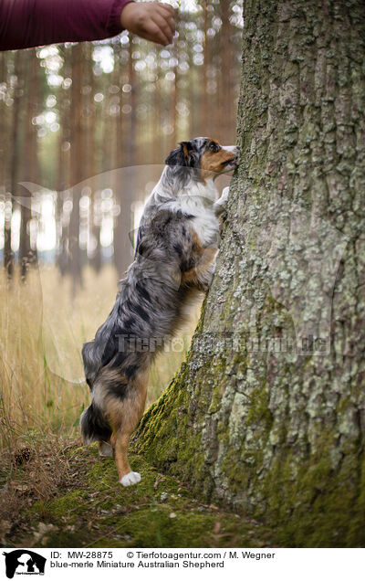 blue-merle Miniature Australian Shepherd / MW-28875