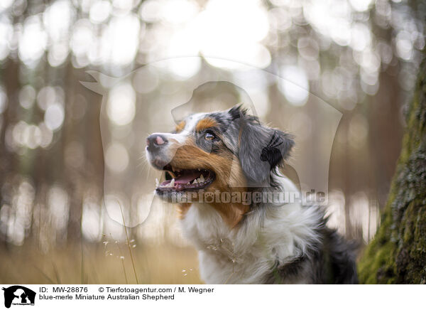 blue-merle Miniature Australian Shepherd / MW-28876