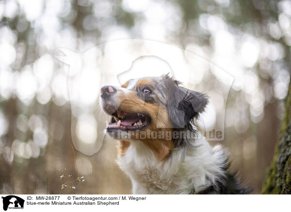 blue-merle Miniature Australian Shepherd / MW-28877