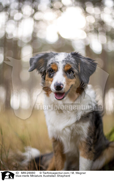blue-merle Miniature Australian Shepherd / MW-28880